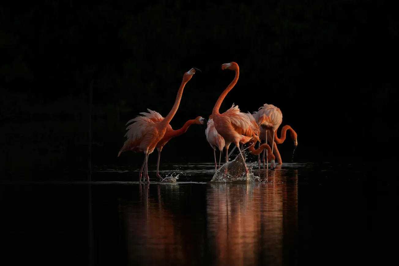 Yucatán’s Vanishing  Wetlands